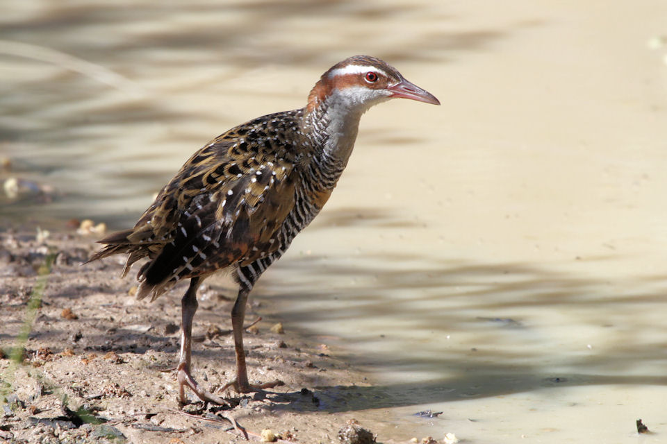 Buff-banded Rail (Gallirallus philippensis)